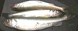 European Smelt