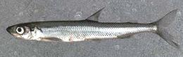 Whole European Smelt 04e