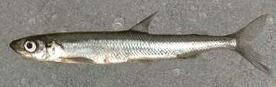 Whole European Smelt