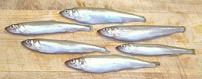 Smelts