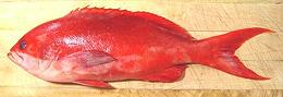 Fresh Fish