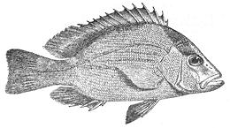 Fish Drawing