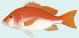 Fish Drawing