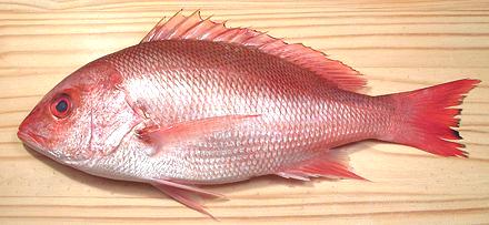 Whole Pacific Red Snapper Fish