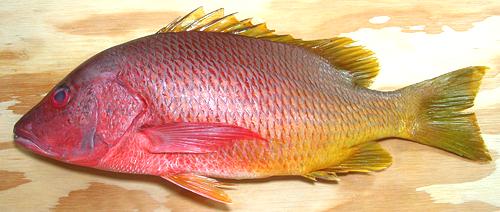 Whole Yellow Snapper Fish