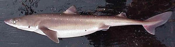 Whole Spiny Dogfish