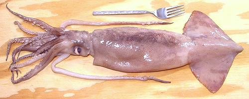 Whole Large Squid