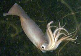 Live Humboldt Squid