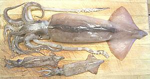 Squids