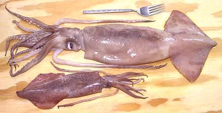Large and Small fresh Squid