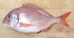 Whole Squirefish 05e
