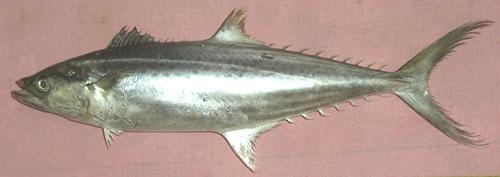 Whole Indo-Pacific King Mackerel