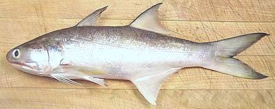 Whole Fourfinger Threadfin Fish