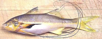 Whole Paradise Threadfin Fish