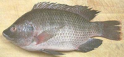 Tilapia