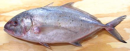 Whole Yellow Spotted Trevally Fish