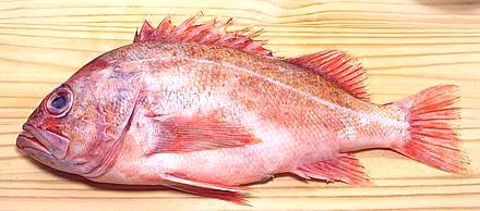 Whole Vermilion Rockfish