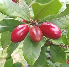 Miracle Fruit on Tree