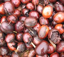 Fruits