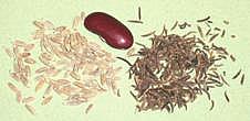 Seeds