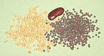 Seeds