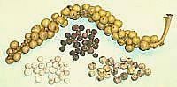 peppercorns