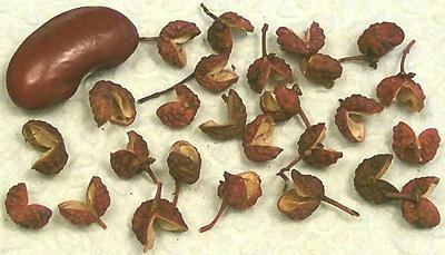 Sichuan Peppercorns