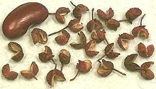 Peppercorns