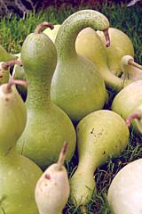 Cushaw