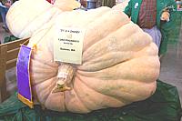Pumpkin