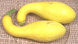 Yellow Crookneck Squash