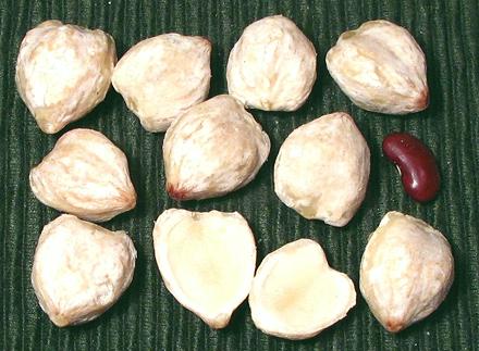Shelled Nuts