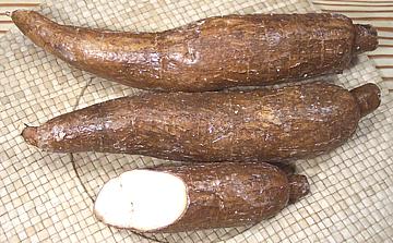 Cassava or yuca