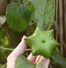 Green Inca-Peanut Pod