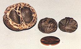 Cracked Mongongo Nut