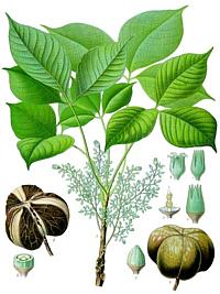 Foliage