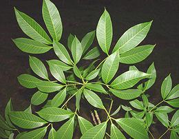 Rubber Tree Foliage