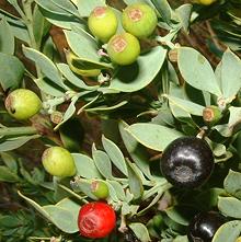 Berries on Shrub