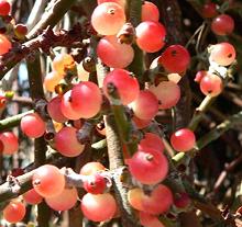 Berries on Shrub