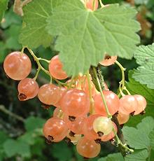 Ripe Whitecurrant Berries on Bush