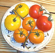 Tomatoes in Three Colors