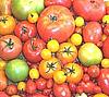 Tomatoes