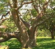 Gumbo Tree