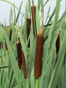 Cattail Plants with Flower Heads