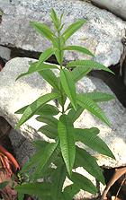 Growing Lemon Verbena Plant
