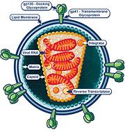 Cell Structure of HIV Virus
