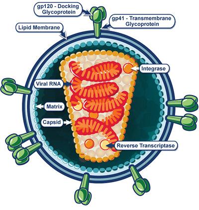HIV Virus Cell Structure