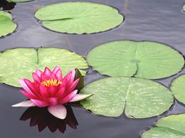 Pink Flower and Pads