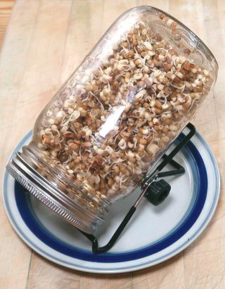 Sprouting Jar with Moth Beans