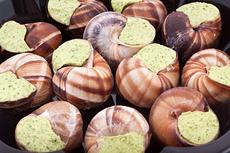 Snails